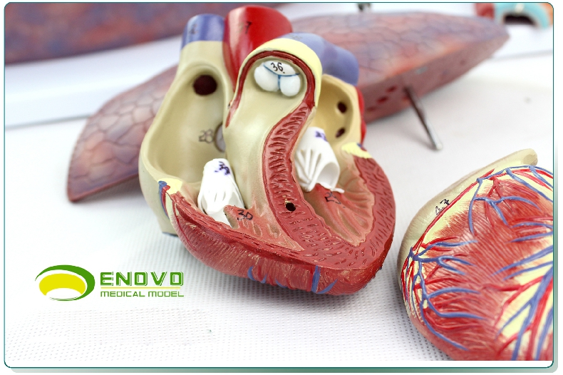 enovo颐诺医学人体喉心肺解剖模型呼吸系统心脏模型耳鼻喉胸外科