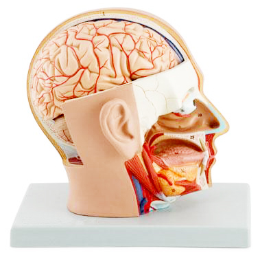 头部解剖模型,自然大,4部件