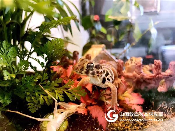 用好教育新装备,提升中小学科技教学战斗力