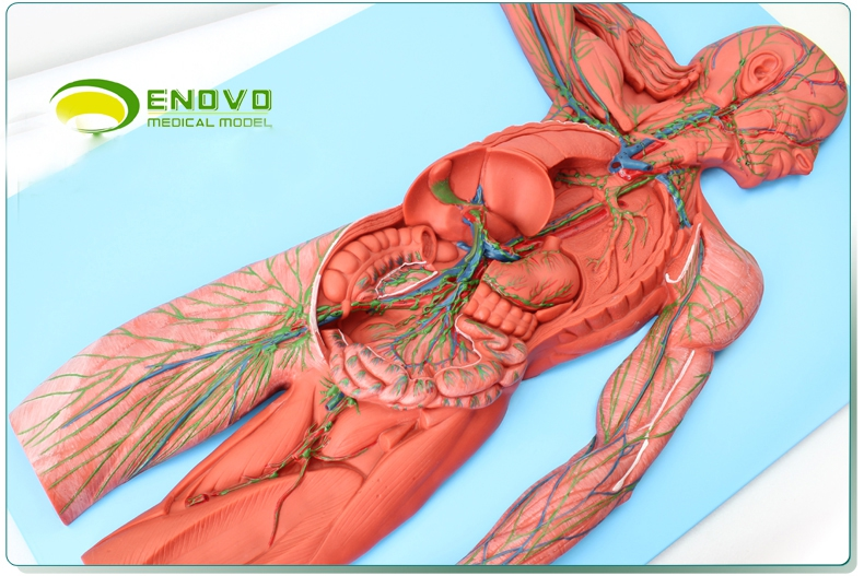 enovo颐诺医学人体淋巴系统解剖模型淋巴器官模型人体免疫系统
