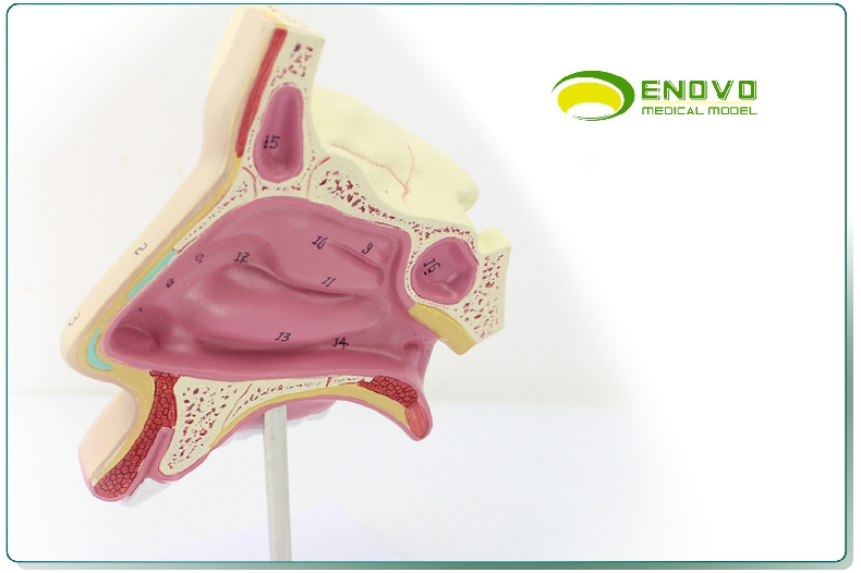 enovo颐诺人体医学鼻腔解剖模型耳鼻喉呼吸科鼻腔内窥镜鼻子模型