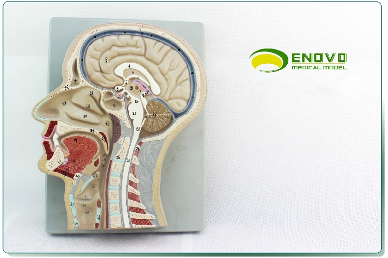 ENOVO颐诺人体医学头部切面模型大脑模型颅