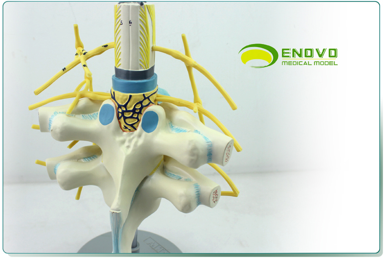 enovo颐诺胸椎脊髓脊神经交感神经干模型人体脊柱模型神经纤维束