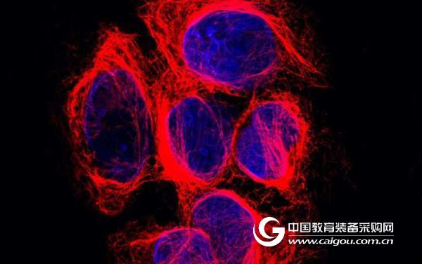 细胞骨架之谜被破解,研究结果同登Science