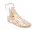 德國EZ品牌  腳部X射線模體7230 天然骨模體