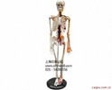 人体骨骼附主要动脉和神经分布模型