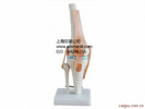 功能型膝关节模型，膝关节带韧带模型
