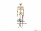 人体骨骼附关节韧带和肌肉起止点着色模型