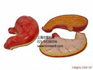 胃解剖模型 胃及剖面模型