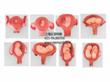 妊娠胚胎发育过程模型，胎儿发育模型，计生模型