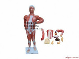 人体肌肉带内脏模型