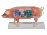 猪体针灸模型，动物针灸模型
