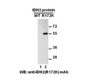 IDH2(R172K) 小鼠單抗/NewEast Biosciences /現貨