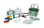 Bio-Rad/伯乐   Mini-PROTEAN Tetra Cell垂直电泳槽1658001