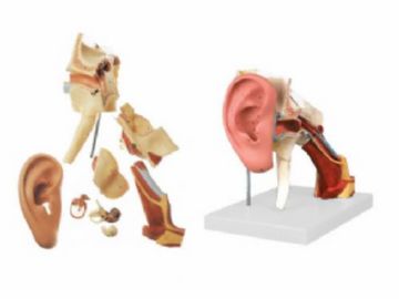 耳结构放大模型