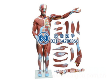 人体全身肌肉解剖模型78CM