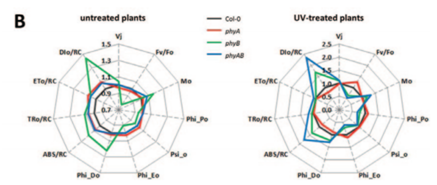 模块式植物表型分析技术方案（七） ——拟南芥UV胁迫的响应机制