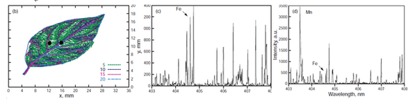 AtomTraceLIBS元素分析技术 ——应用于植物金属元素分布快速Mapping