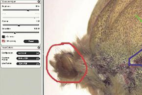 Leica徕卡EZ4W和EZ4E数码体视显微镜