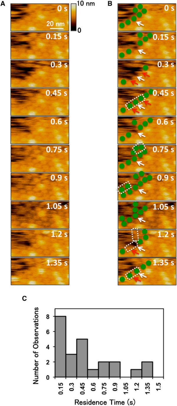 日本RIBM超高速视频原子力显微镜HS-AFM实现膜蛋白的直接实时成像