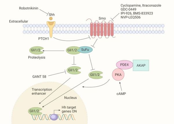 Hedgehog 信号通路与癌症 | MedChemExpress