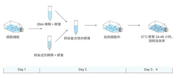细胞转染小秘籍 | MedChemExpress