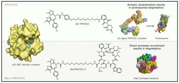 Cell 重磅丨不依赖泛素蛋白酶降解途径的新型 PROTAC - MCE