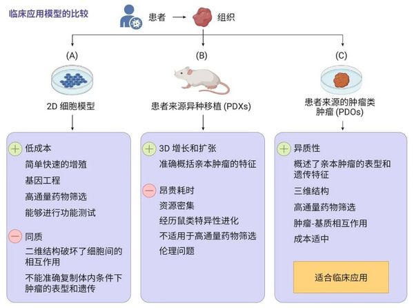 凭什么说肿瘤类器官是“试药替身”？- MedChemExpress