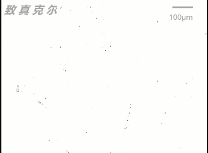 Quantum Design中國合作引進 多功能高分辨率磁光克爾顯微成像系統