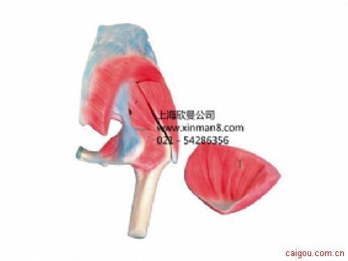 髋肌解剖模型