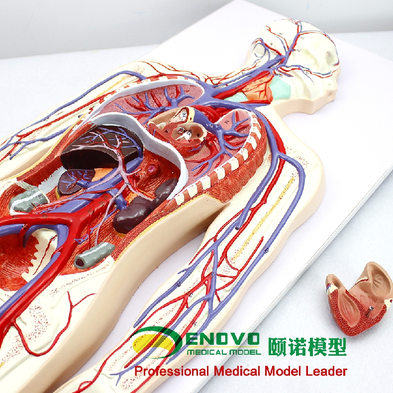 enovo頤諾人體血液循環系統模型體肺循環心血管介入心臟解剖模型